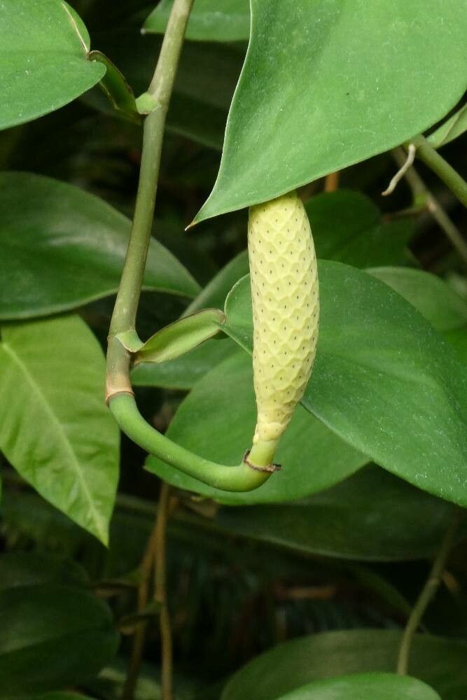 Monstera pittieri fruit
