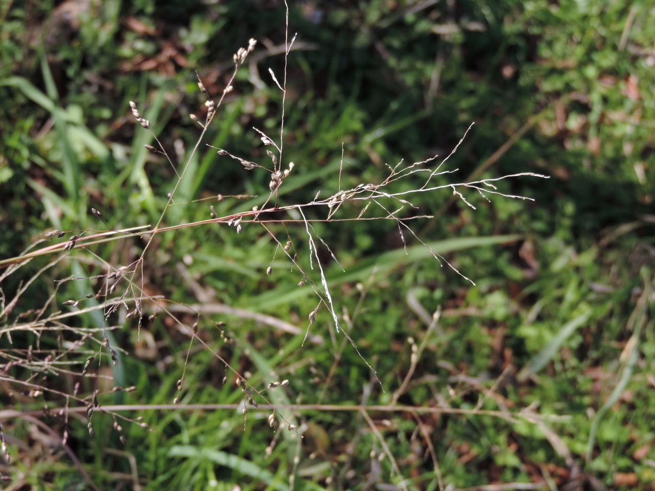 Coleataenia anceps fruit