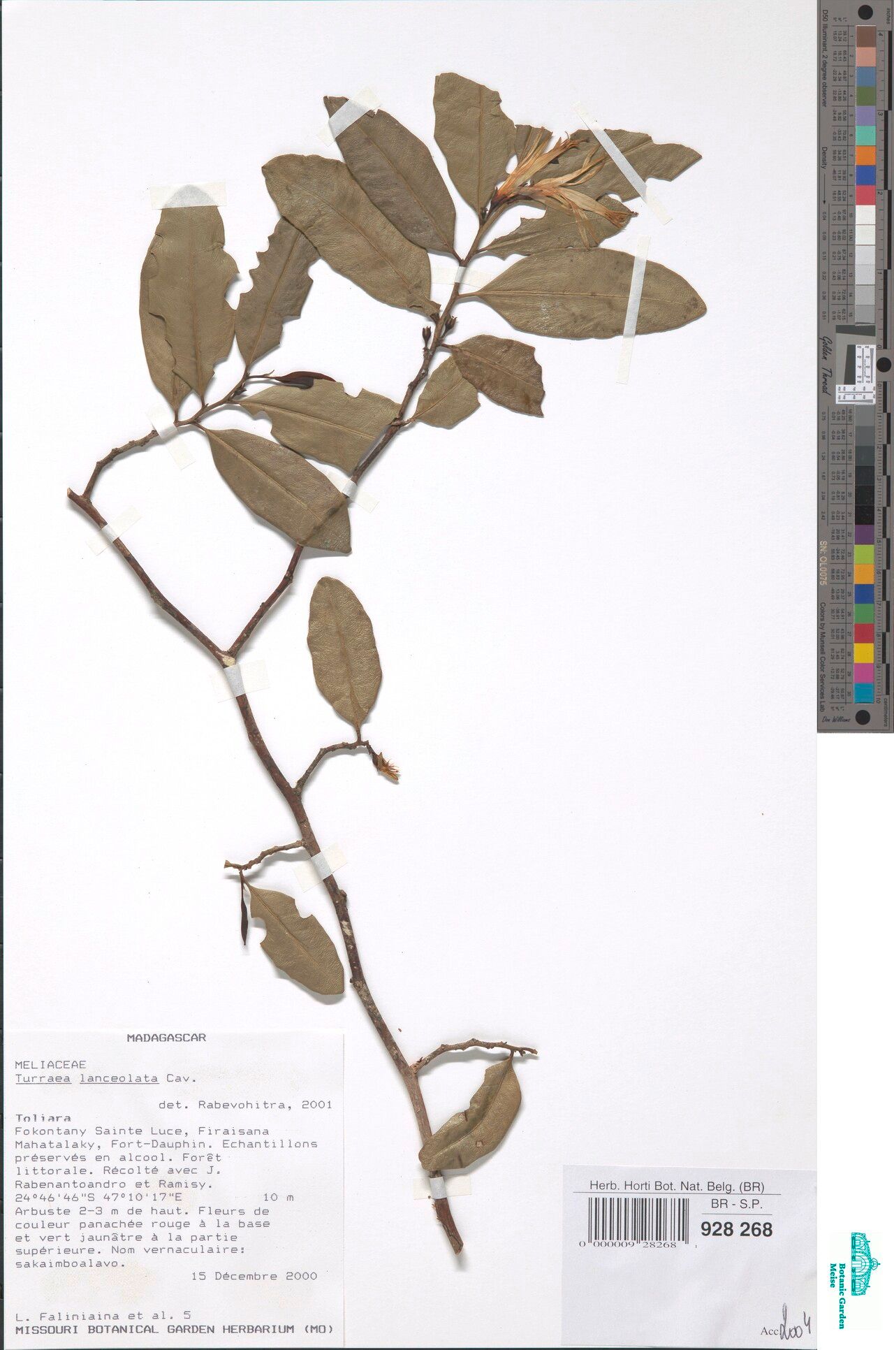 Turraea madagascarensis — houseplant care guide