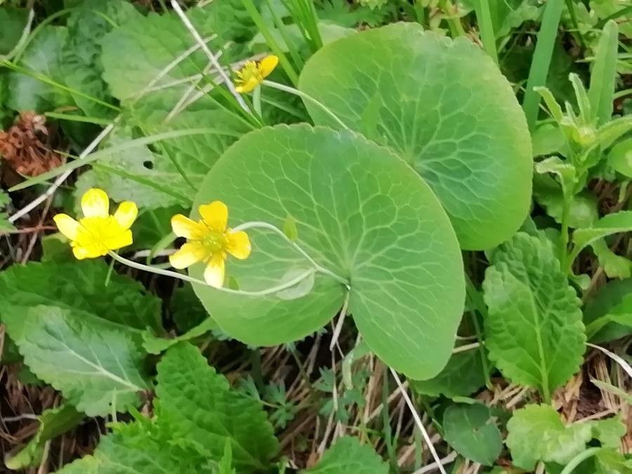 Ranunculus thora bark