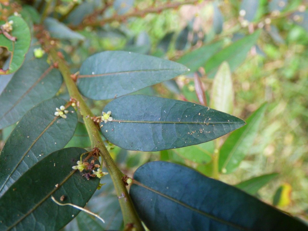 Phyllanthus consanguineus — houseplant care guide