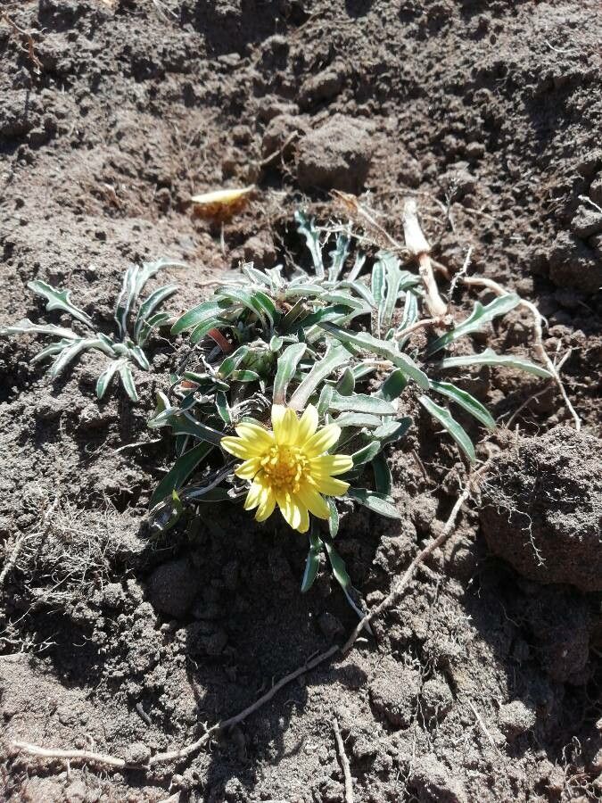 Dymondia margaretae flower