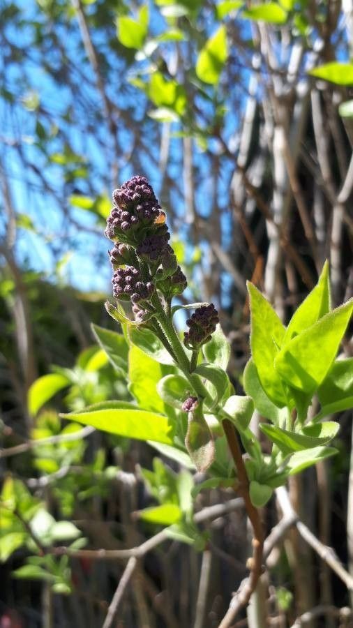 Pluchea odorata leaf