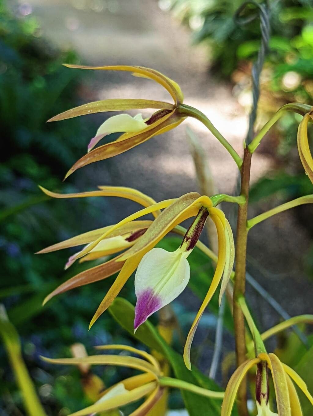 Prosthechea brassavolae flower