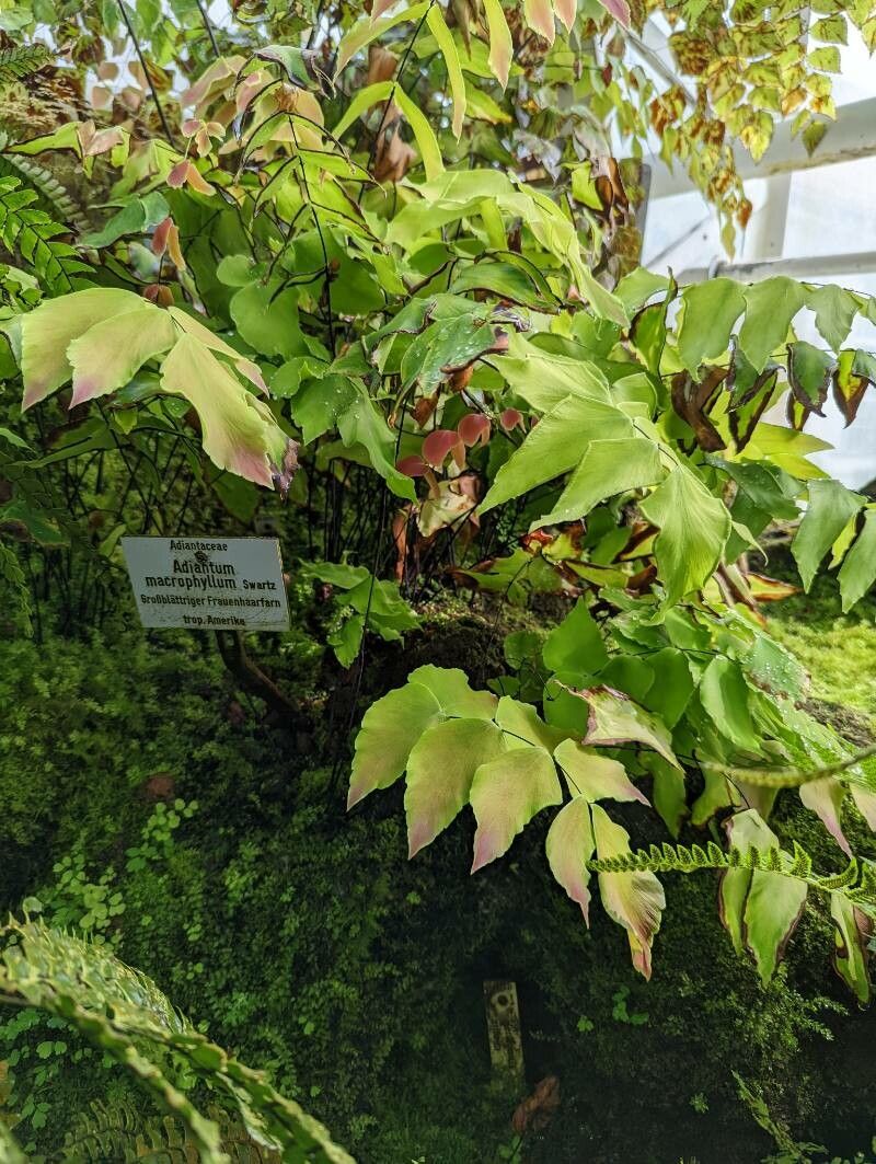 Adiantum macrophyllum habit