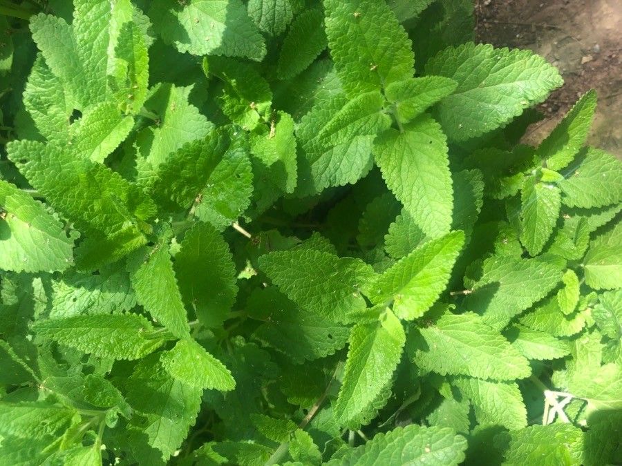 Teucrium hircanicum — search result for 'Teucrium'