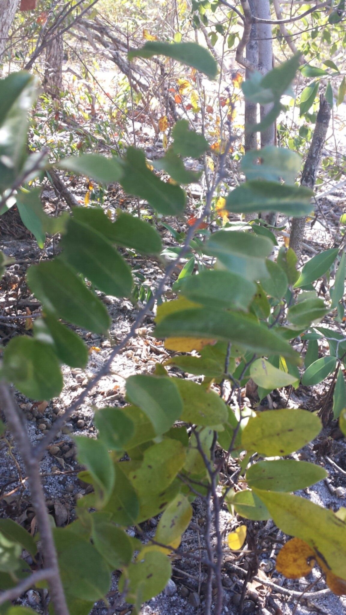 Xylopia ambanjensis — related species from the same genus