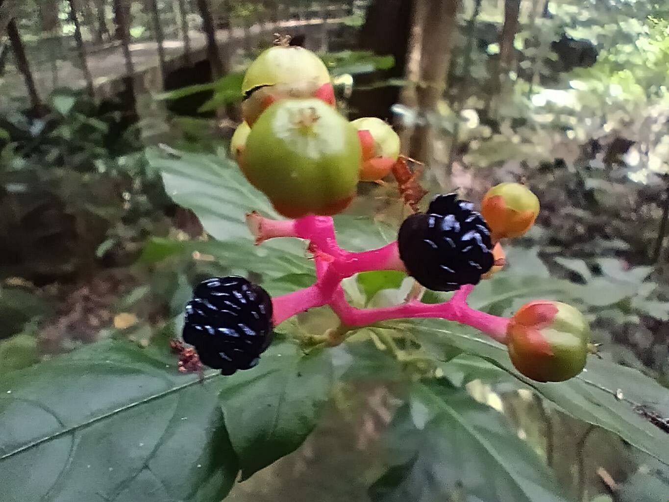 Pleuropetalum sprucei fruit