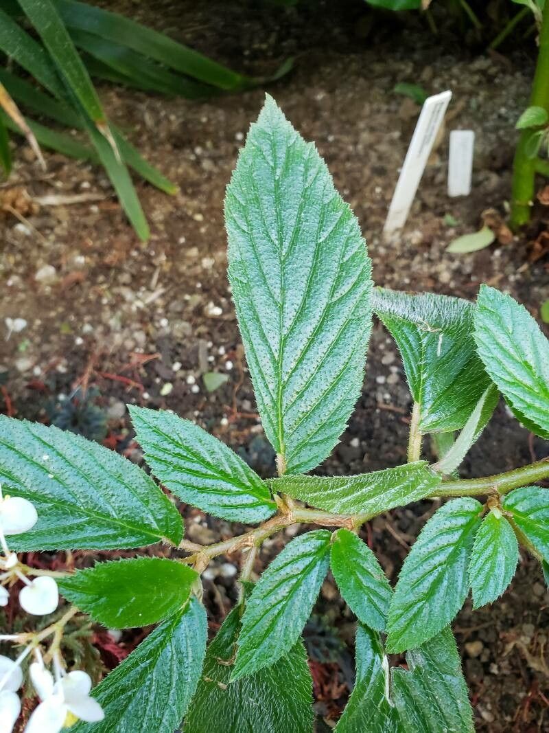 Begonia ulmifolia — houseplant care guide