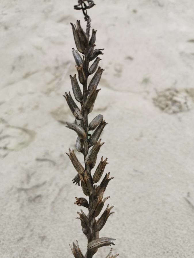 Oenothera suaveolens fruit