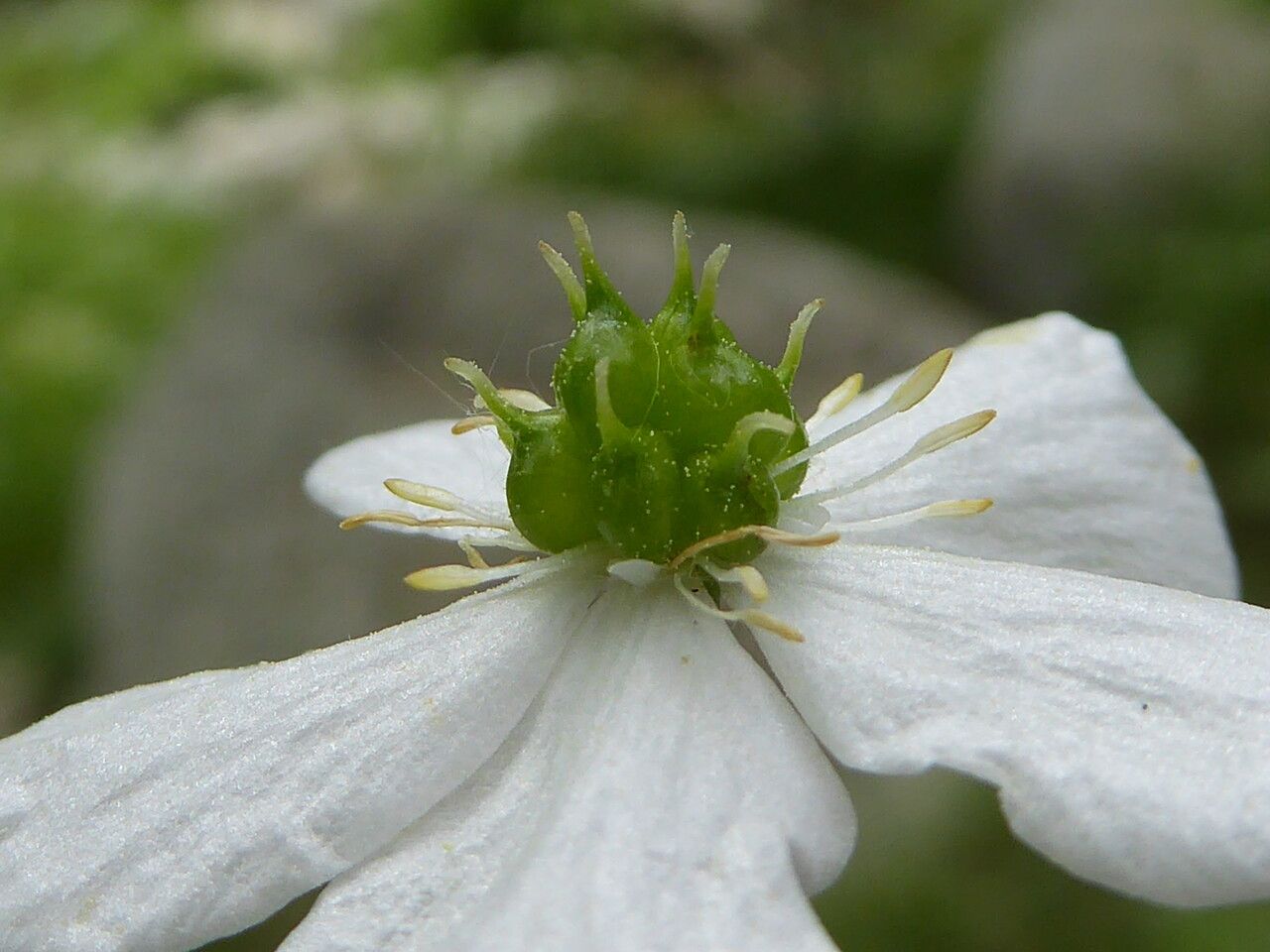 Ranunculus platanifolius fruit