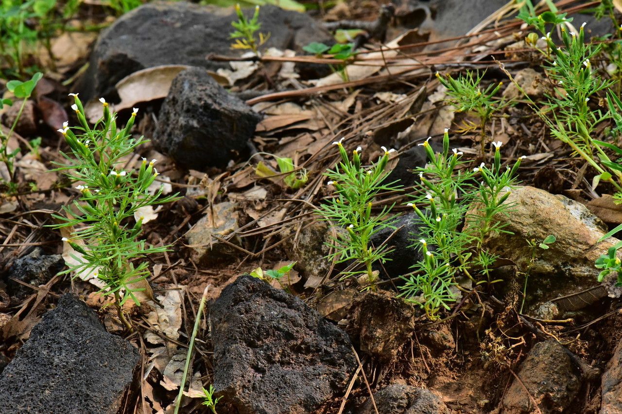 Tagetes micrantha habit