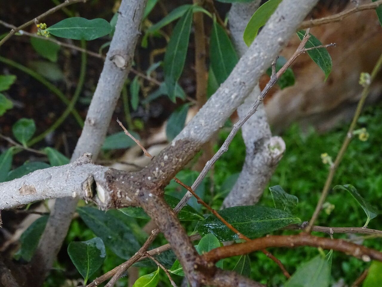 Azara uruguayensis bark