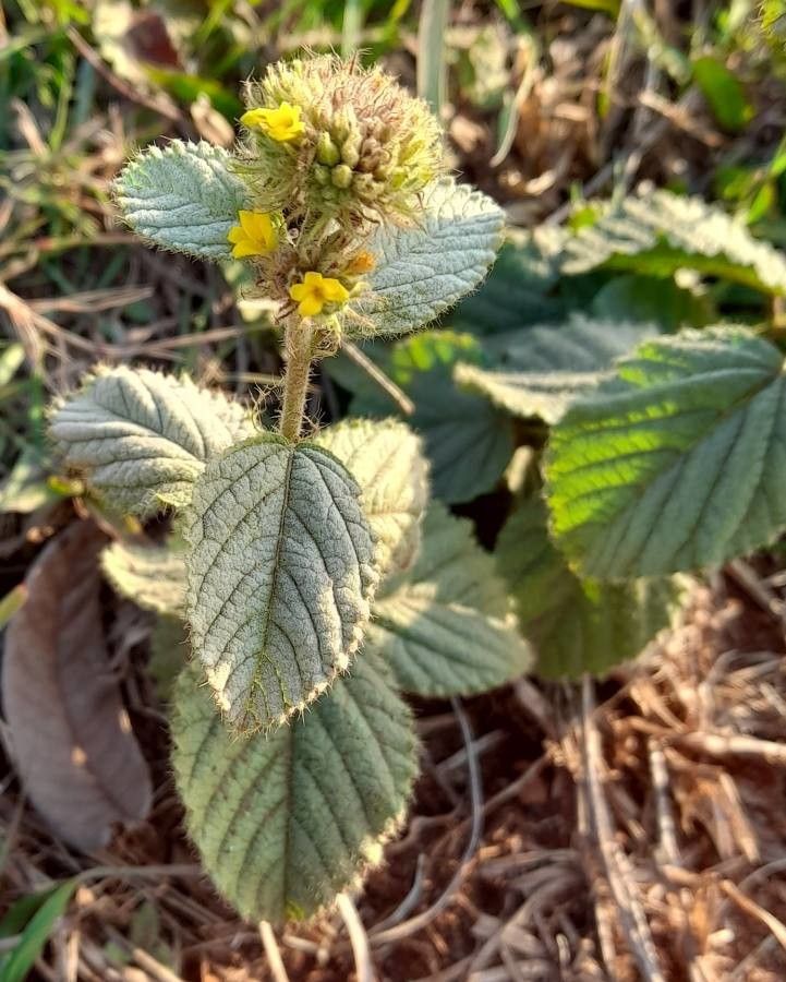 Waltheria communis habit