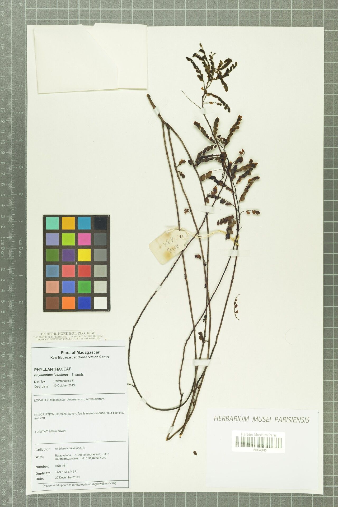 Phyllanthus ivohibeus — houseplant care guide