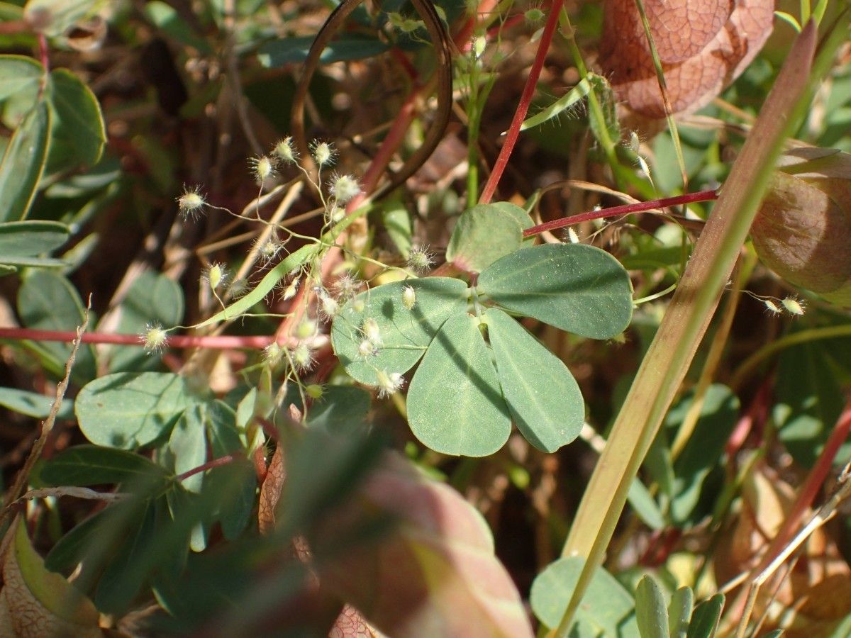 Bryaspis lupulina leaf