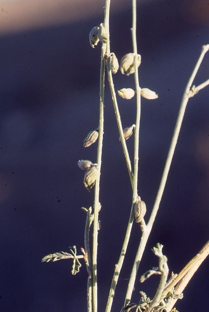 Caylusea hexagyna fruit