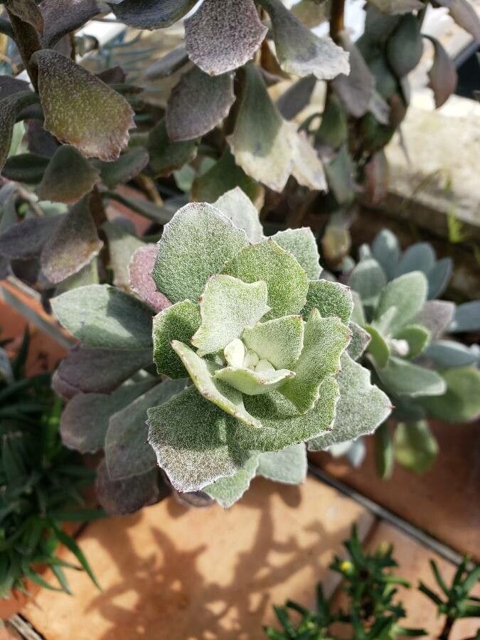 Senecio medley-woodii leaf