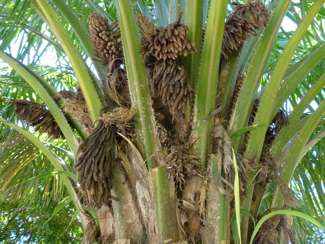 Elaeis guineensis fruit