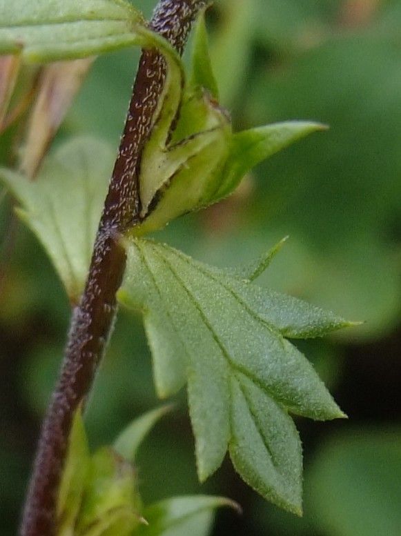 Euphrasia picta leaf