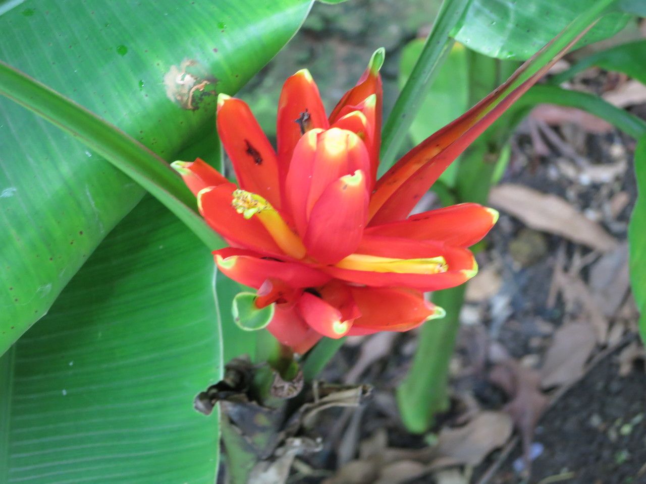 Musa coccinea flower