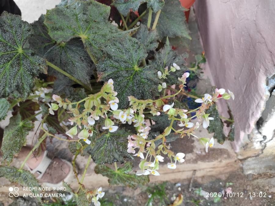 Begonia strigillosa — houseplant care guide