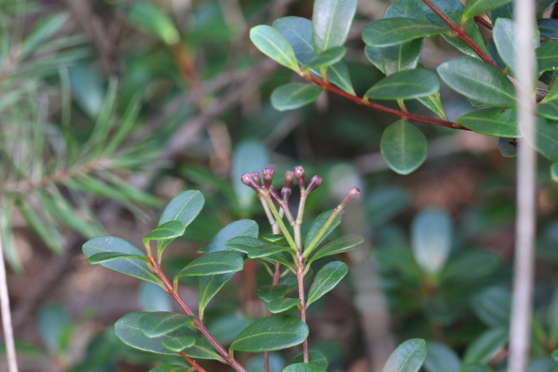 Syzygium nanum habit