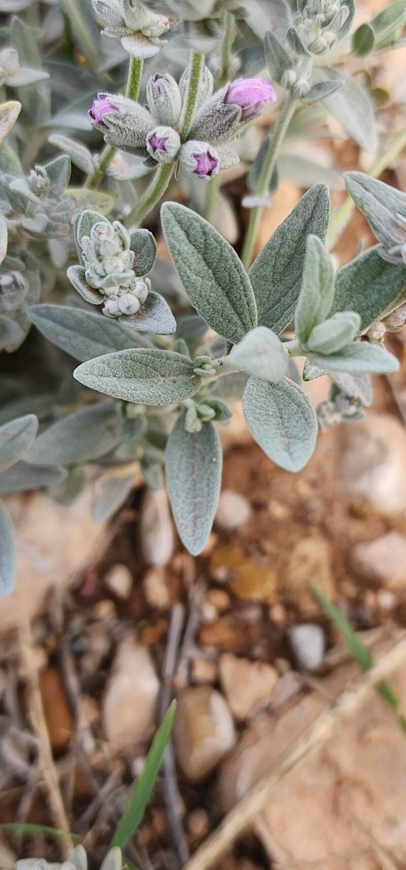Stachys inflata leaf