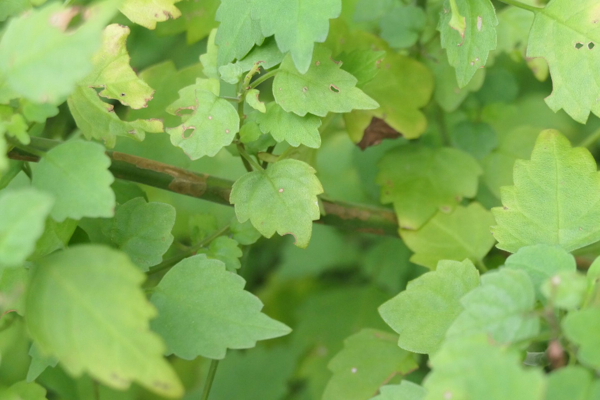 Plectranthus saccatus bark