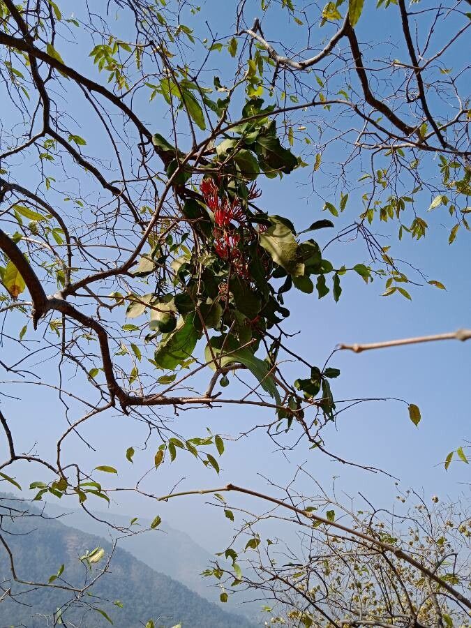 Dendrophthoe falcata — houseplant care guide