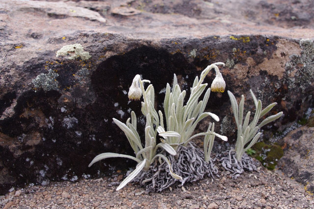 Senecio neeanus habit