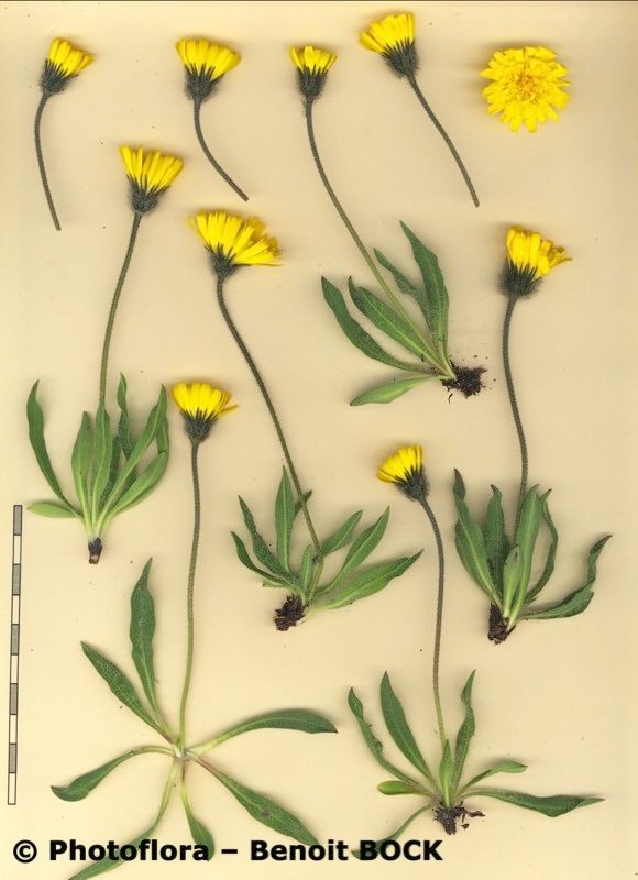 Hieracium glanduliferum other