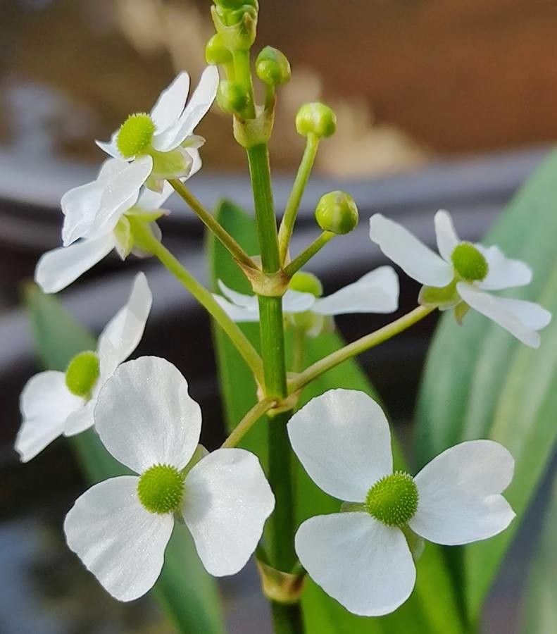 Sagittaria graminea flower