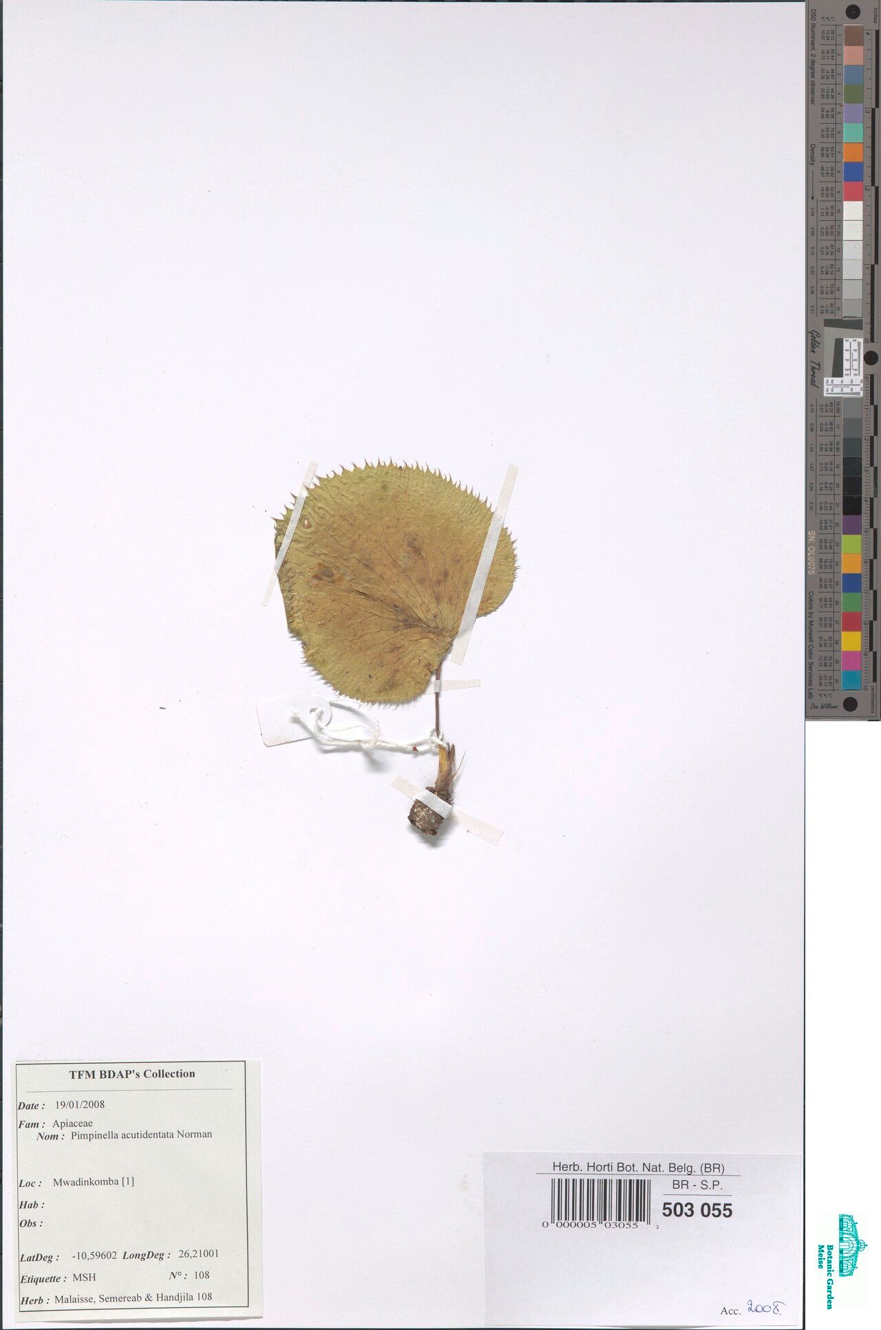 Pimpinella acutidentata