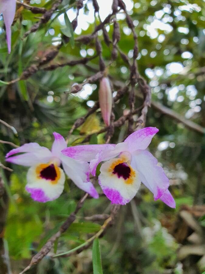 Dendrobium falconeri flower
