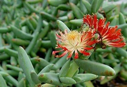 Astridia longifolia habit