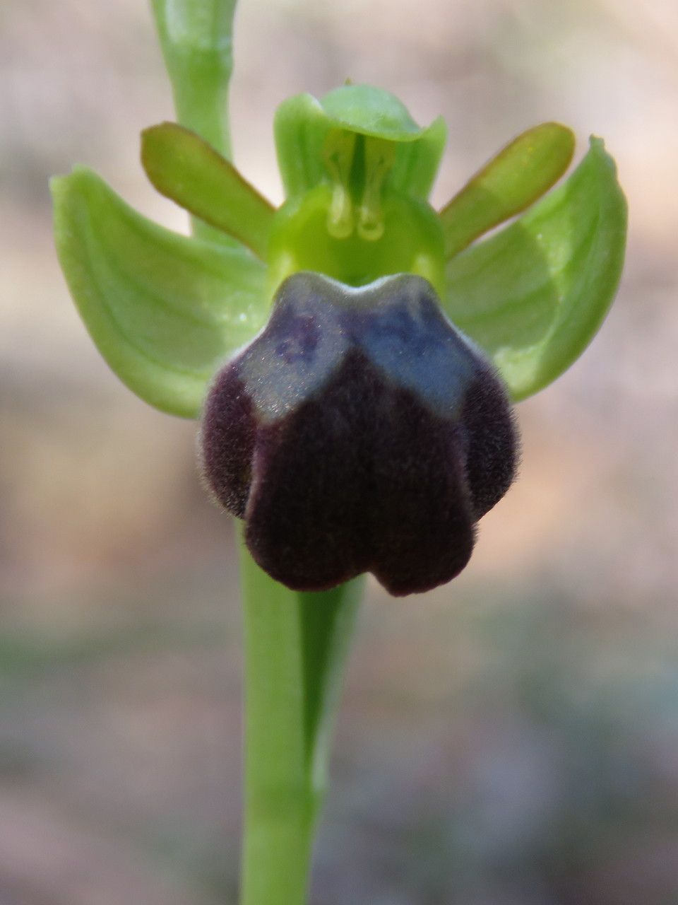 Ophrys lupercalis fruit