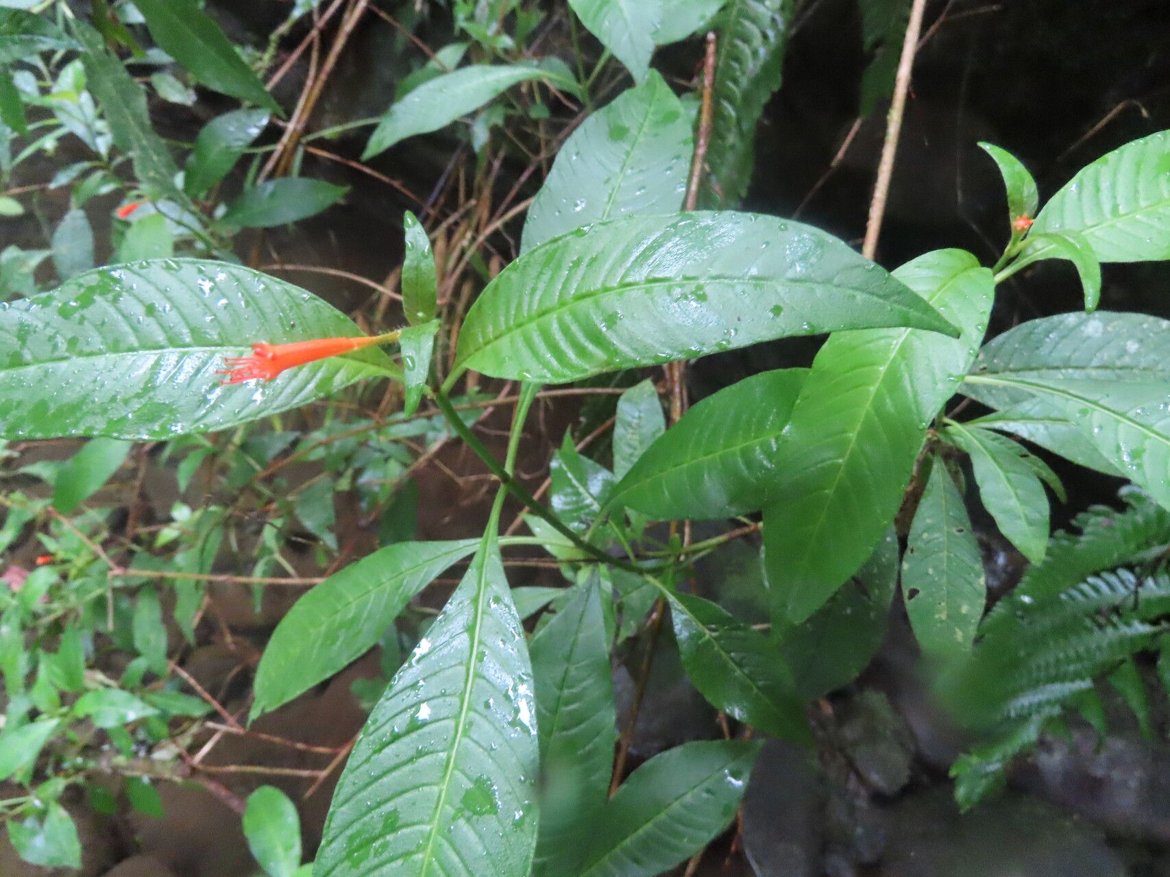 Cuphea appendiculata — related species from the same genus