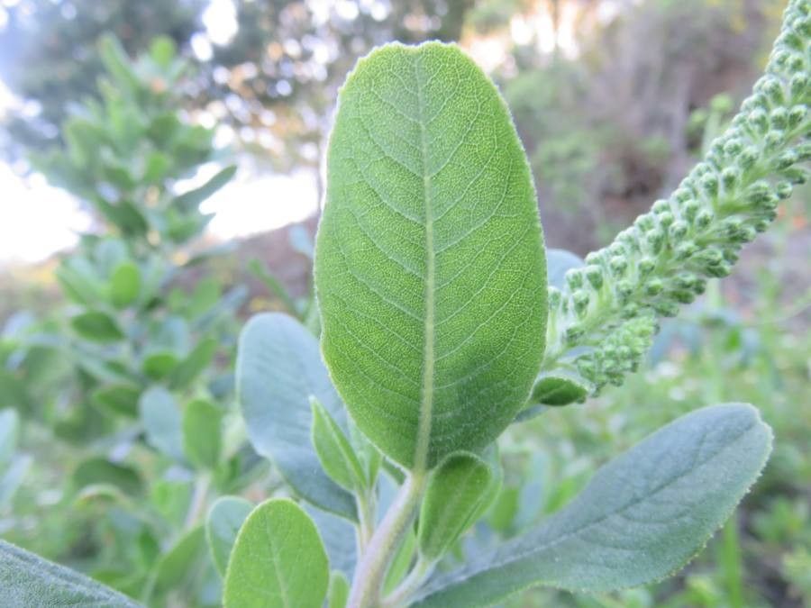 Escallonia pulverulenta leaf