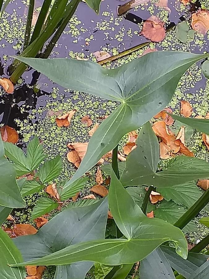 Sagittaria sagittifolia — search result for 'Ireland'