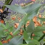 Sagittaria sagittifolia