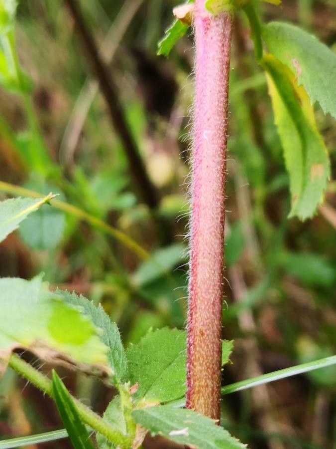 Ononis arvensis bark