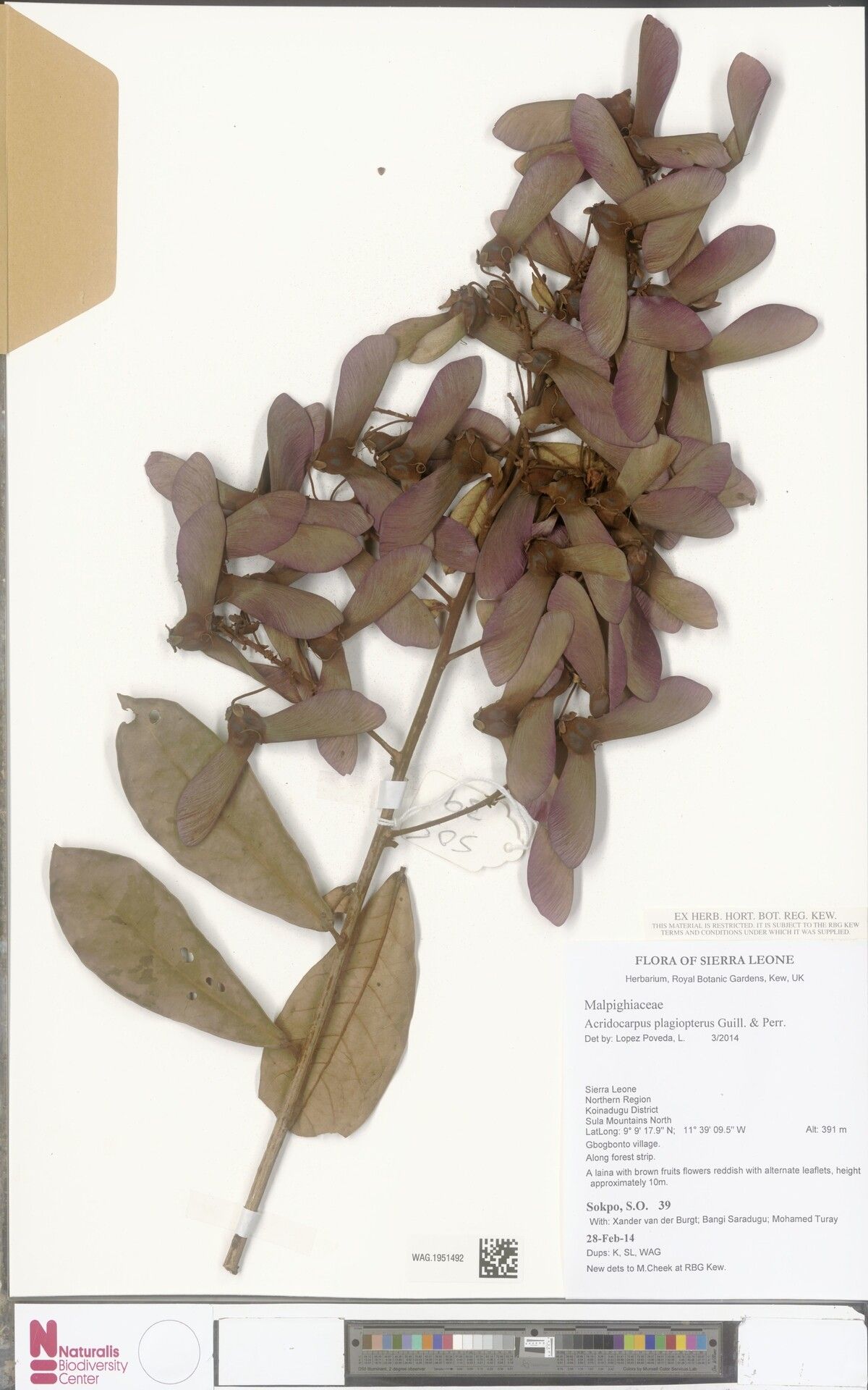 Acridocarpus plagiopterus — search result for 'Acridocarpus'