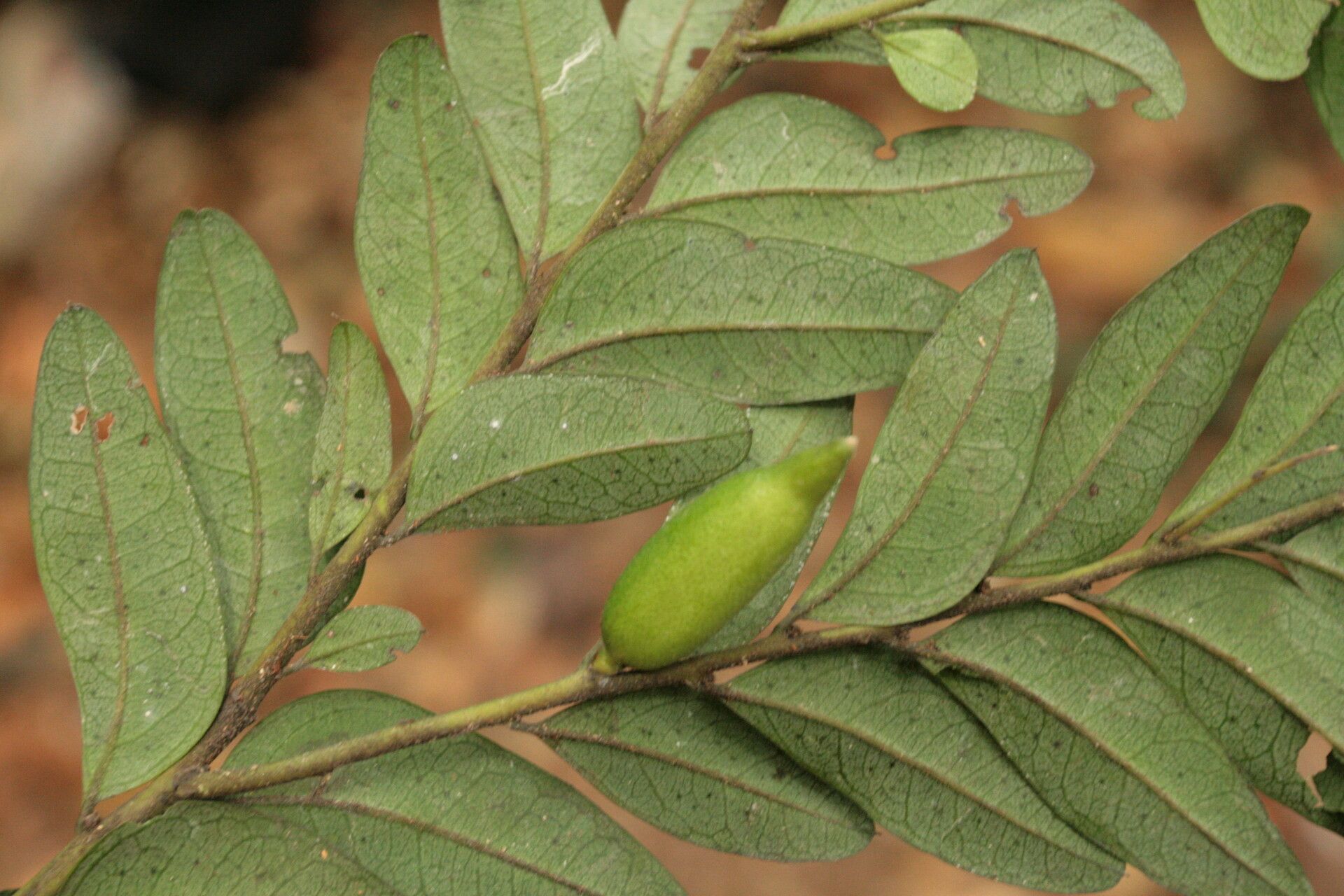 Diospyros obliquifolia fruit