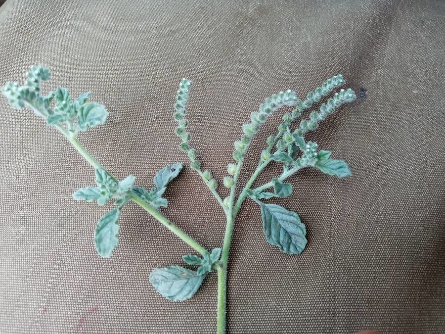 Coldenia procumbens fruit