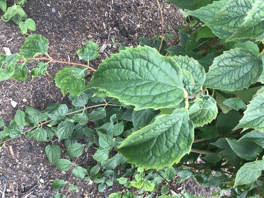 Philadelphus kansuensis — houseplant care guide