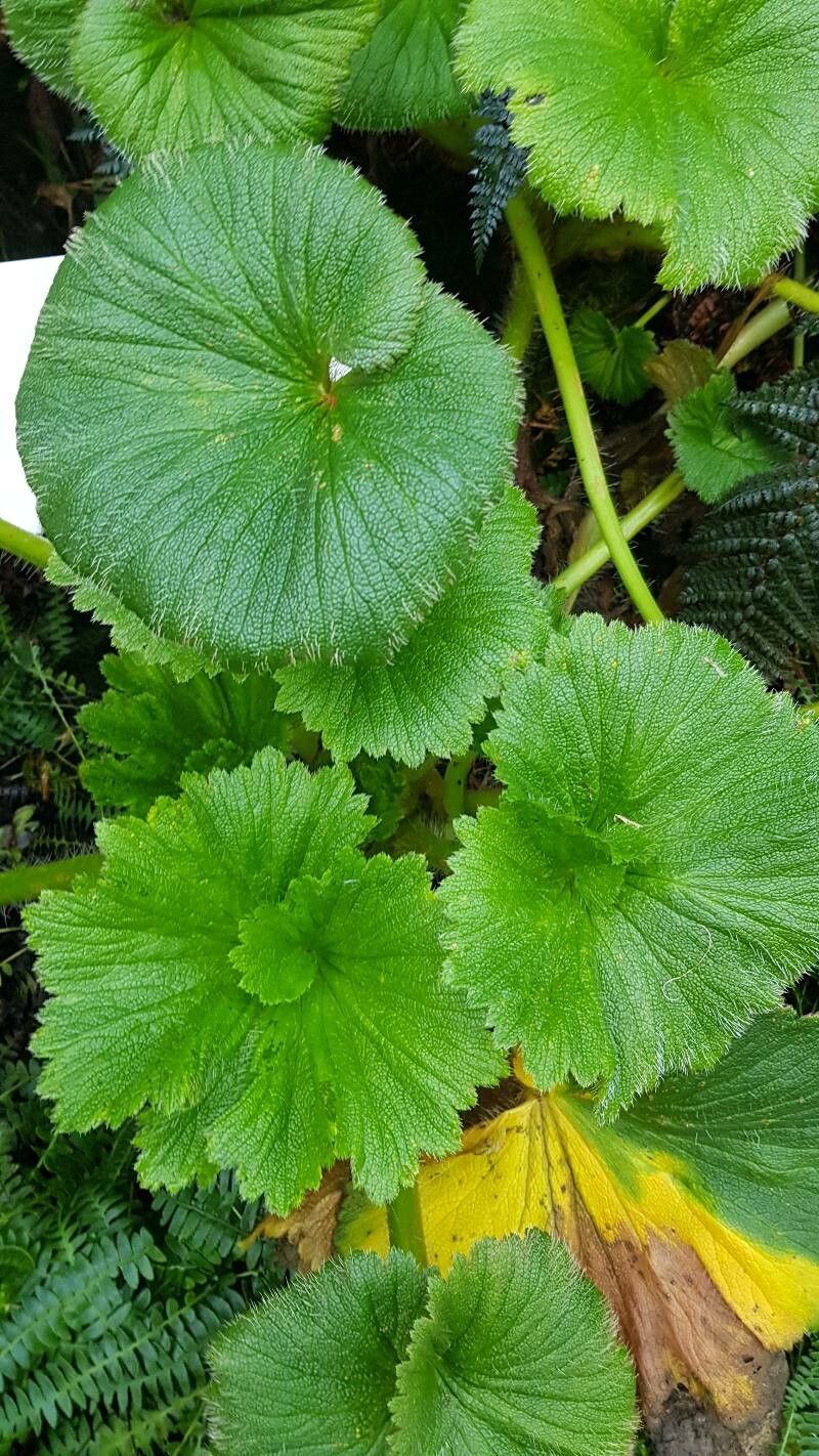 Stilbocarpa polaris — search result for 'Araliaceae'