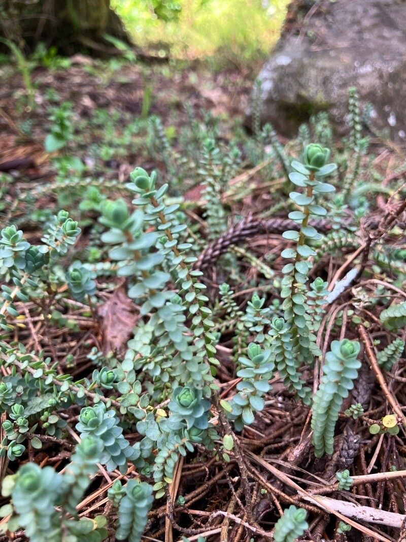 Pimelea carnosa — related species from the same genus