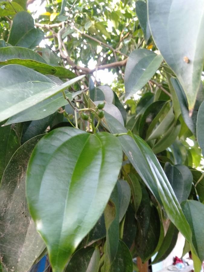 Celtis philippensis other