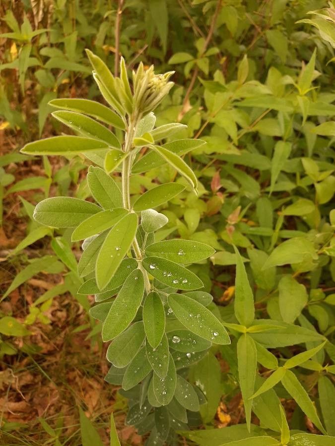 Lespedeza stuevei leaf